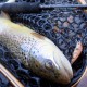 Savage Gear 3D Sticklebait Twitch 5.5cm 7g Воблер
