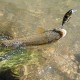 Savage Gear 3D Sticklebait Twitch 4.5cm 4g Воблер