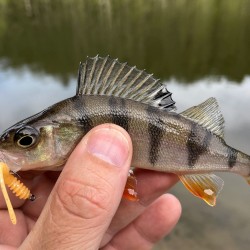 Jackson Pipi Long 2" / 5cm Силиконова примамка