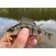 Jackson Pipi Long 2" / 5cm Силиконова примамка Jackson Pipi Long 2" / 5cm Силиконова примамка