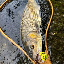 Last Cast JaBug 26 F Воблер, ЖаБъг, Жабък Last Cast JaBug 26 F Воблер, ЖаБъг, Жабък