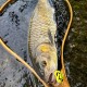 Last Cast JaBug 26 F Воблер, ЖаБъг, Жабък Last Cast JaBug 26 F Воблер, ЖаБъг, Жабък