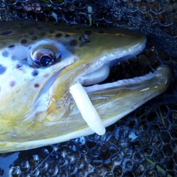 Libra Lures FATTY D'WORM 75  Силиконова примамка червей