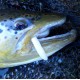 Libra Lures FATTY D'WORM 75 Силиконова примамка червей Libra Lures FATTY D'WORM 75 Силиконова примамка червей