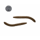 Libra Lures FATTY D'WORM 75 Силиконова примамка червей Libra Lures FATTY D'WORM 75 Силиконова примамка червей