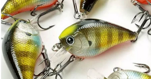 Lucky Craft Fat CB BDS6 Crankbait | 419 BP Golden Shiner | Esca Affondante Giappone