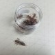 Elie bug SMALL Силиконова примамка Elie bug SMALL Силиконова примамка