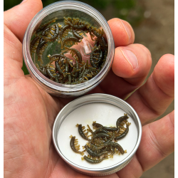 Gammarus P.L. Softbaits силиконов гамарус Gammarus P.L. Softbaits силиконов гамарус