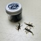 Killer Bug v1 Силиконова примамка Killer Bug v1 Силиконова примамка