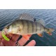 Reins Aji Ringer 1.5 / 3.81 cm Силиконова примамка Reins Aji Ringer 1.5 / 3.81 cm Силиконова примамка