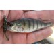 Reins Aji Ringer 1.5 / 3.81 cm Силиконова примамка Reins Aji Ringer 1.5 / 3.81 cm Силиконова примамка