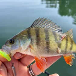 Reins Aji Ringer 1.5 / 3.81 cm Силиконова примамка