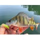 Reins Aji Ringer 1.5 / 3.81 cm Силиконова примамка