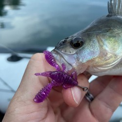 Reins Ring Craw Micro 1.5" / 3.81 cm Силиконова примамка рак
