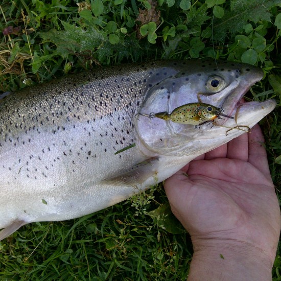 MATO 1 - 50 mm, 5.5 g Воблер за пъстърва MATO 1 - 50 mm, 5.5 g Воблер за пъстърва
