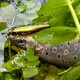 Zip Baits Rigge 56S Воблер
