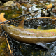 Last Cast Stream Cast S62L 1.88m, 1-8g Спининг въдица Last Cast Stream Cast S62L 1.88m, 1-8g Спининг въдица