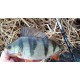 Tailwalk Salty Shape Dash Micro Gamer Спининг въдица